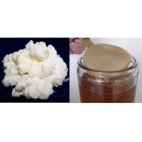 Pack 40g de Hongo de Kéfir de Leche + Disco SCOBY Kombucha