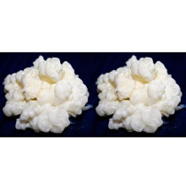 Pack 2x 40g de Hongo / Nódulos de Kéfir de Leche